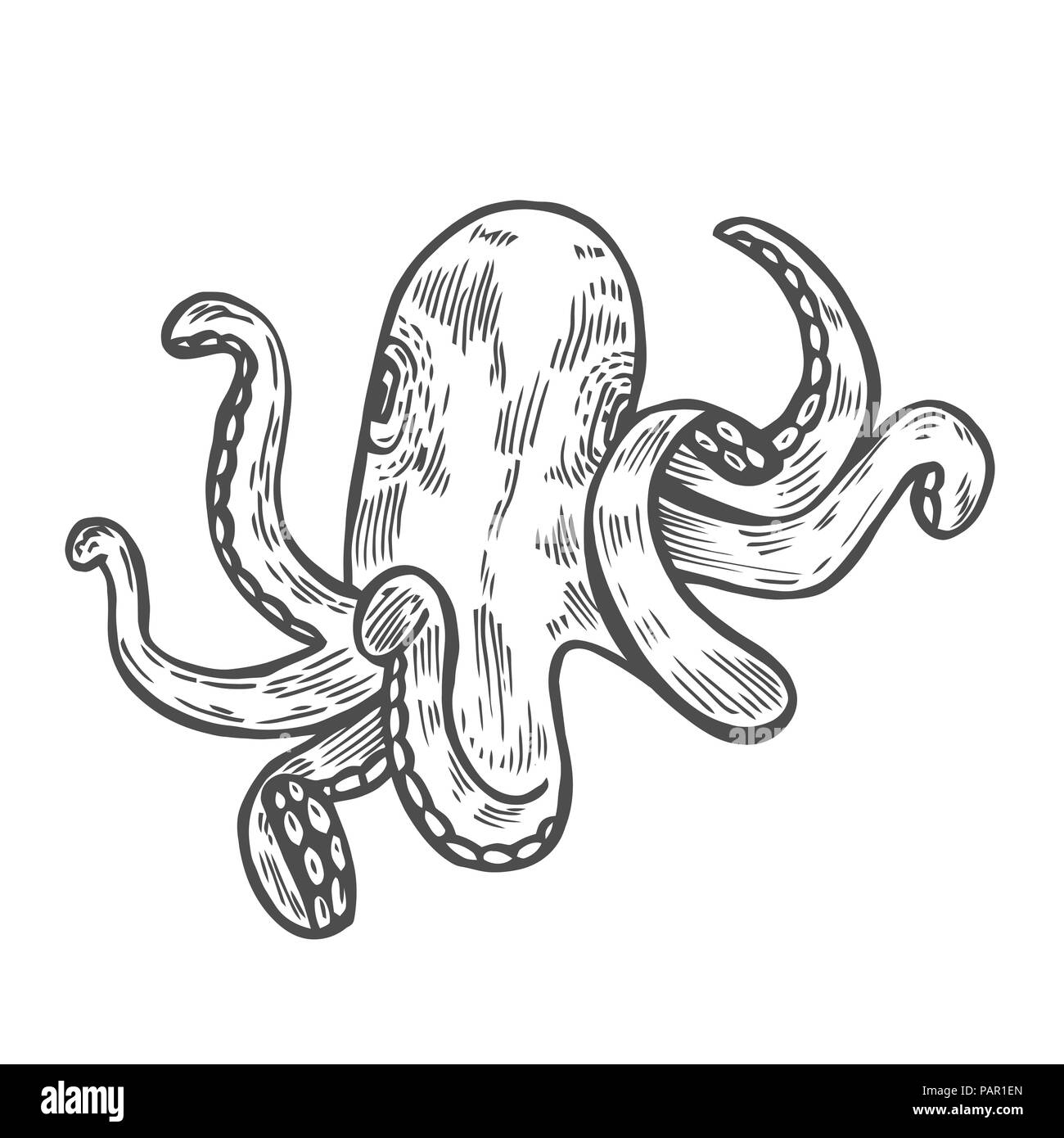 Octopus. Vector black engraving vintage illustrations. Isolated on ...