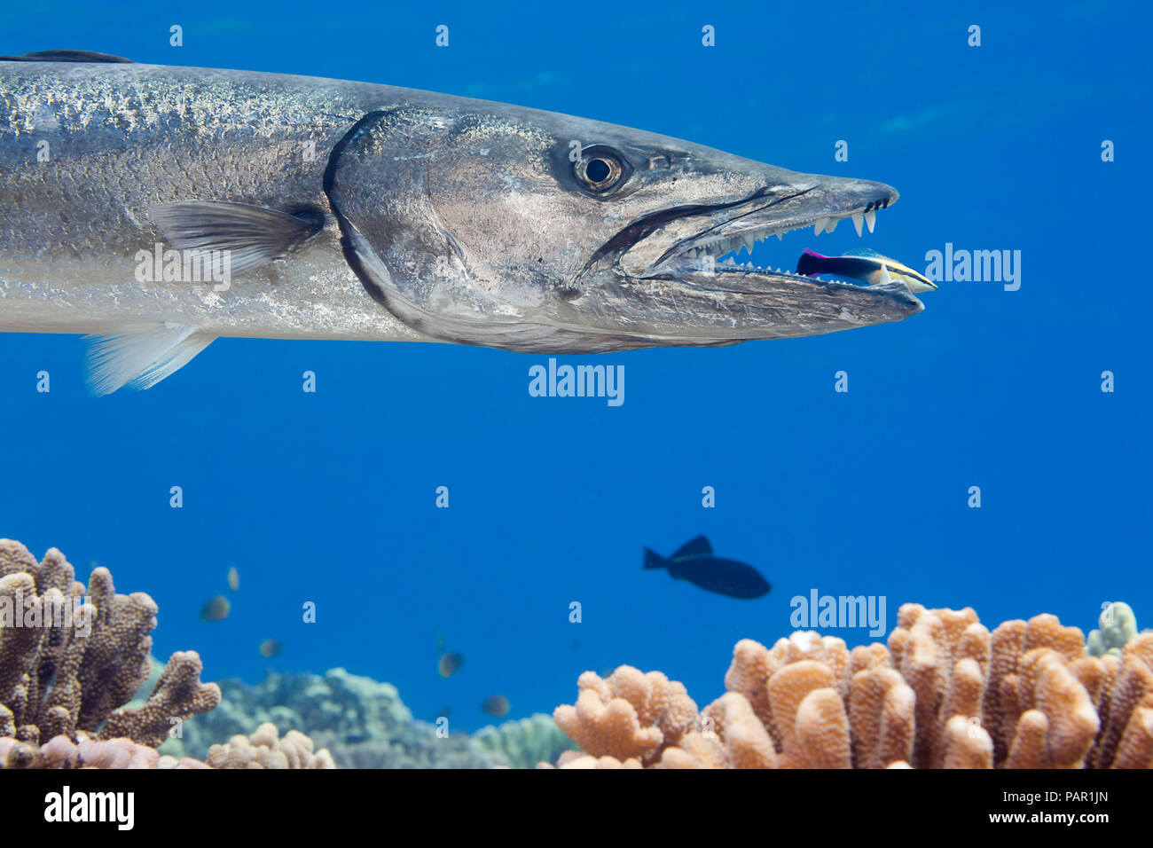 Great barracuda, Sphyraena barracuda, can reach as much as six feet in length. This individual is being cleaned by an endemic Hawaiian cleaner wrasse, Stock Photo