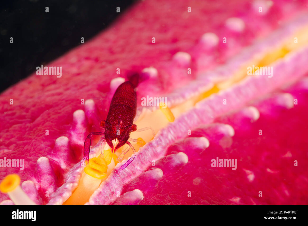 Commensal shrimp, Periclimenes soror, on a purple velvet seastar, Leiaster leachi, Hawaii. Stock Photo