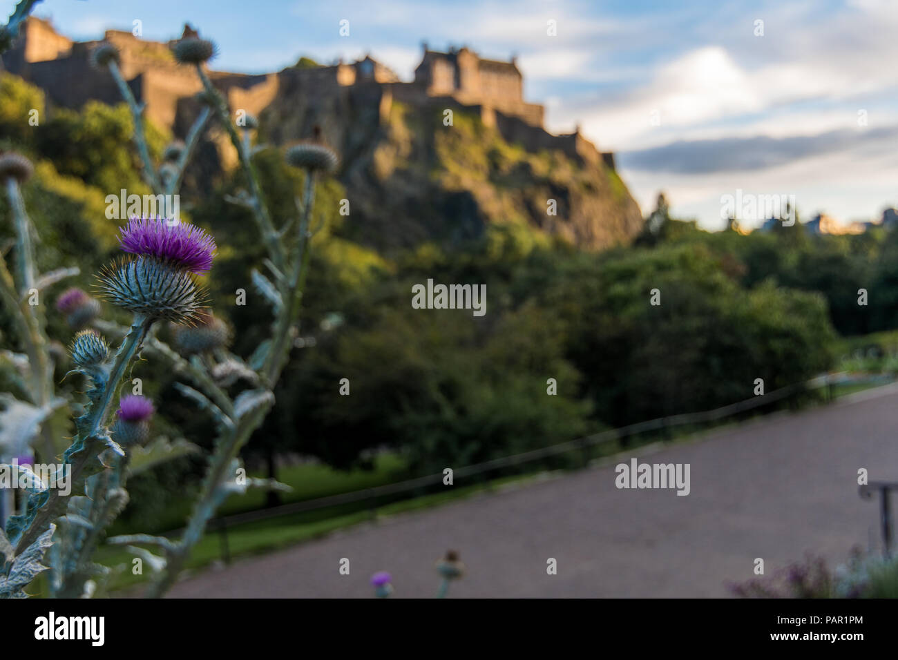 A Scottish Thistle seen in Princes Street Gardens with Edinburgh Castle out of focus in the background Stock Photo
