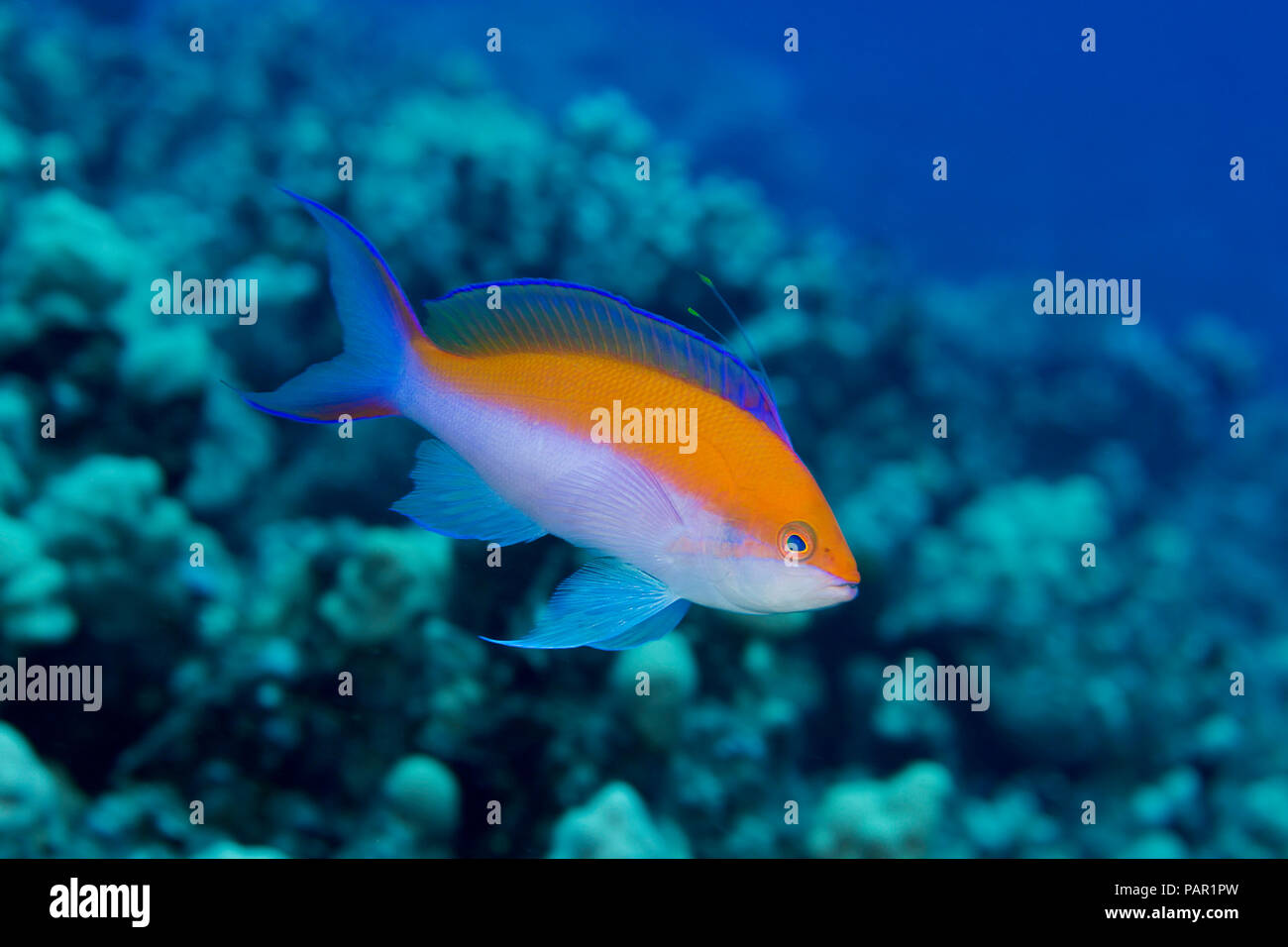 The biclor anthias, Pseudanthias bicolor, is the most common of this family in Hawaii. Stock Photo