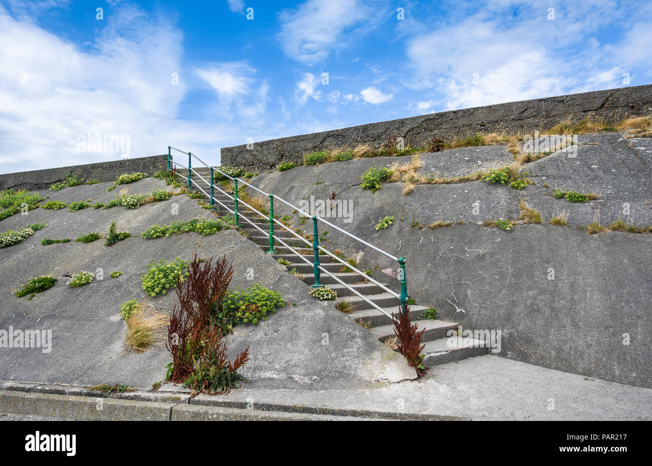 Old sea steps set amid weathered concrete with wildflowers, including Rock Samphire growing in the cracks at Criccieth, Wales. Stock Photo