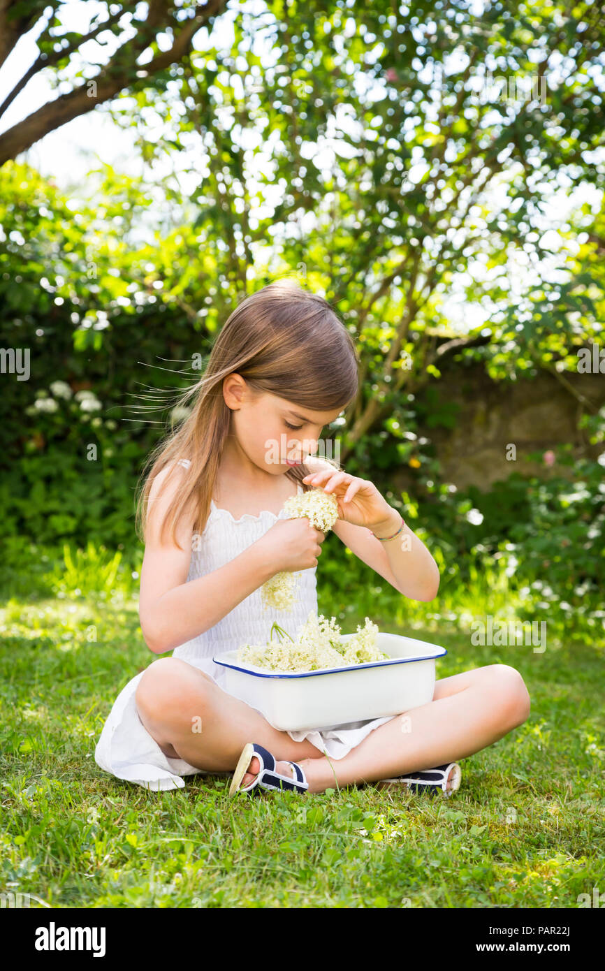 Little girl sitting on meadow in the garden with bowl of picked elderflowers Stock Photo