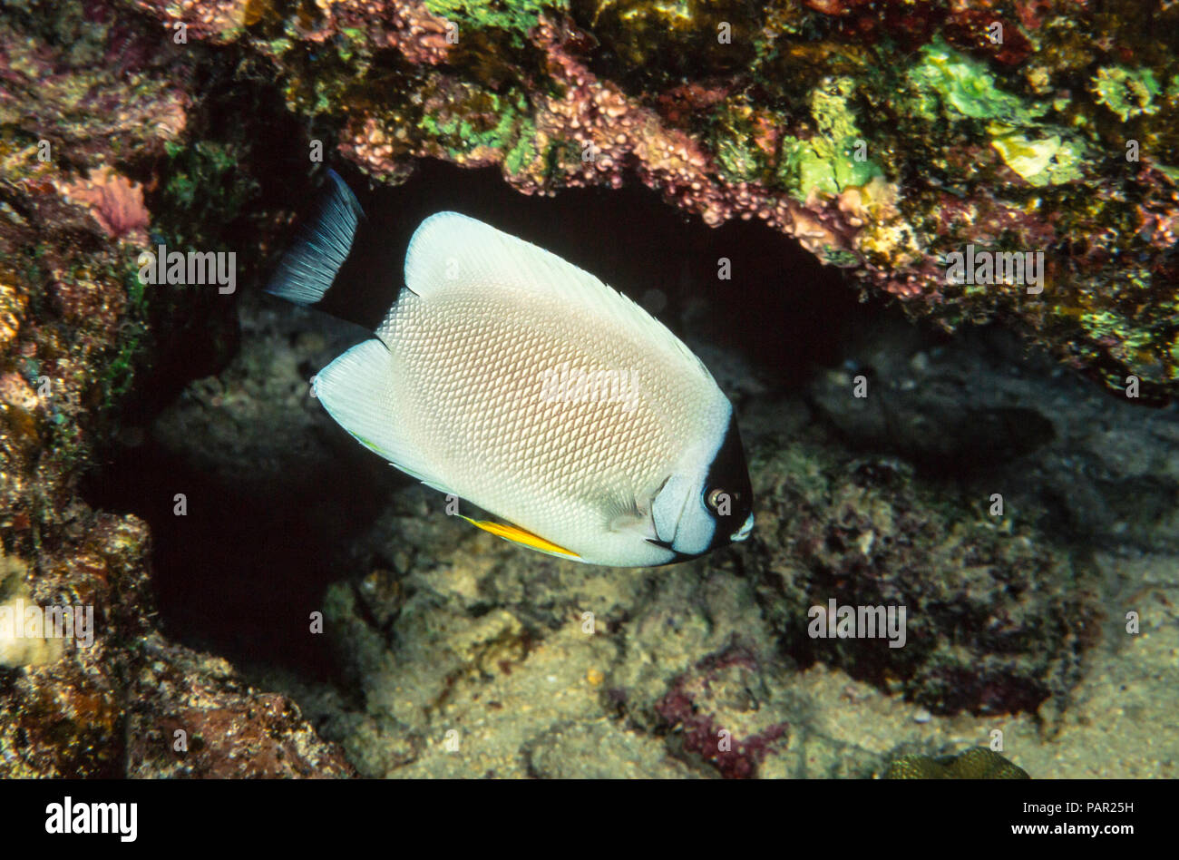 Masked angelfish, Genicanthus personatus, are found only in Hawaii, and even then only rarely. This is a female, Hawaii. Stock Photo