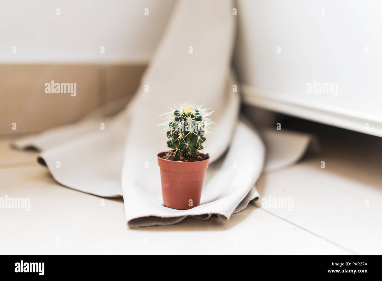 Potted cactus hi-res stock photography and images - Alamy
