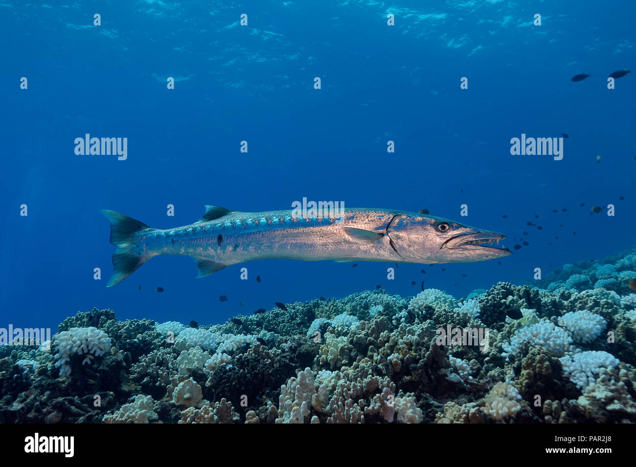 Great barracuda, Sphyraena barracuda, can reach as much as six feet in