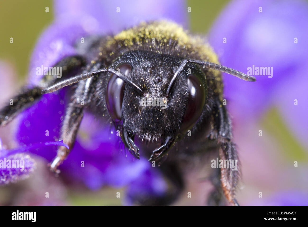 Violet Carpenter Bee (Xylocopa violacea) close-up of the head of anadult female on Meadow Clary  (Salvia pratensis) flowers. Causse de Gramat, Lot Reg Stock Photo