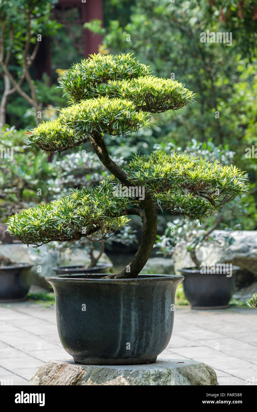 Banzai tree stock image. Image of little, green, small - 78576373