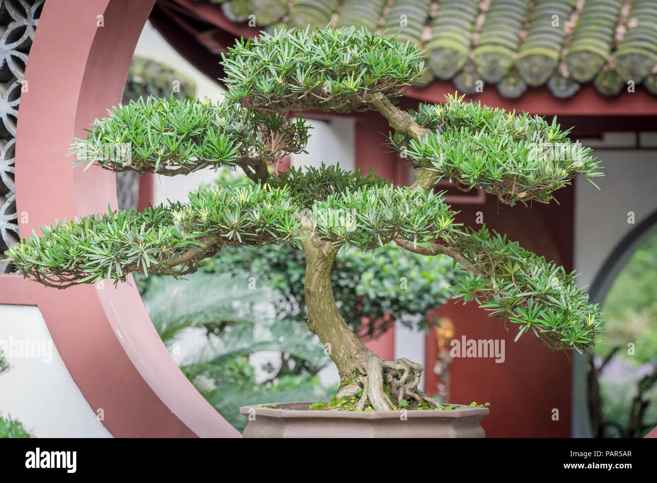 Bonsai tree against chinese traditional building in BaiHuaTan public park,  Chengdu, China Stock Photo - Alamy