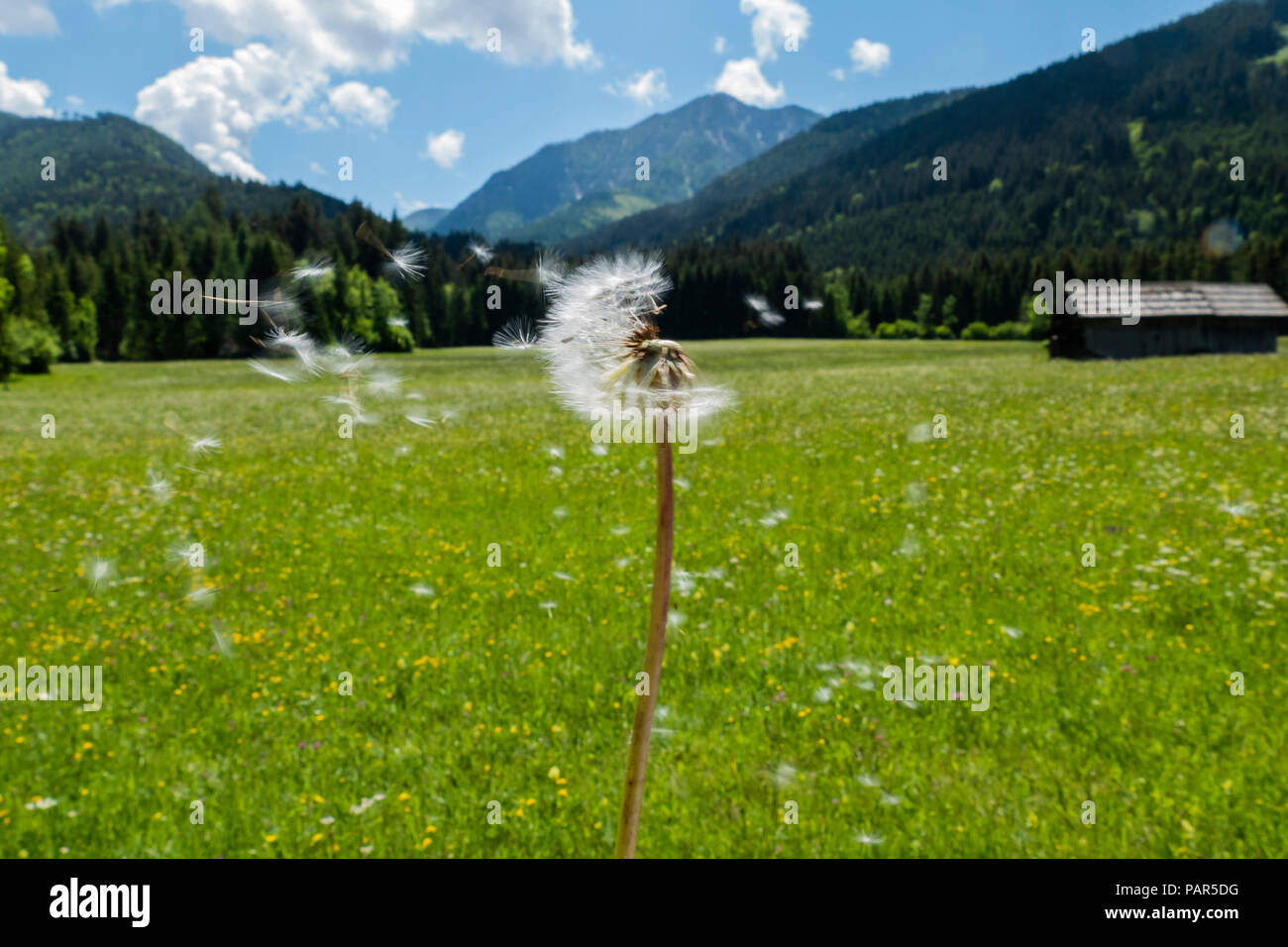 Austria, Carinthia, blowball Stock Photo