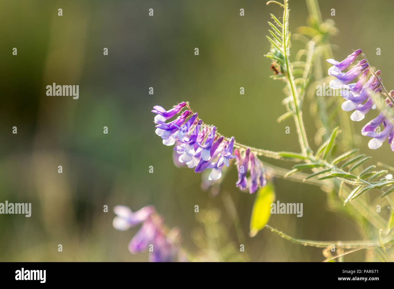 Vetch flowers close up in the field. Wild pea flowers blossom. Sunset