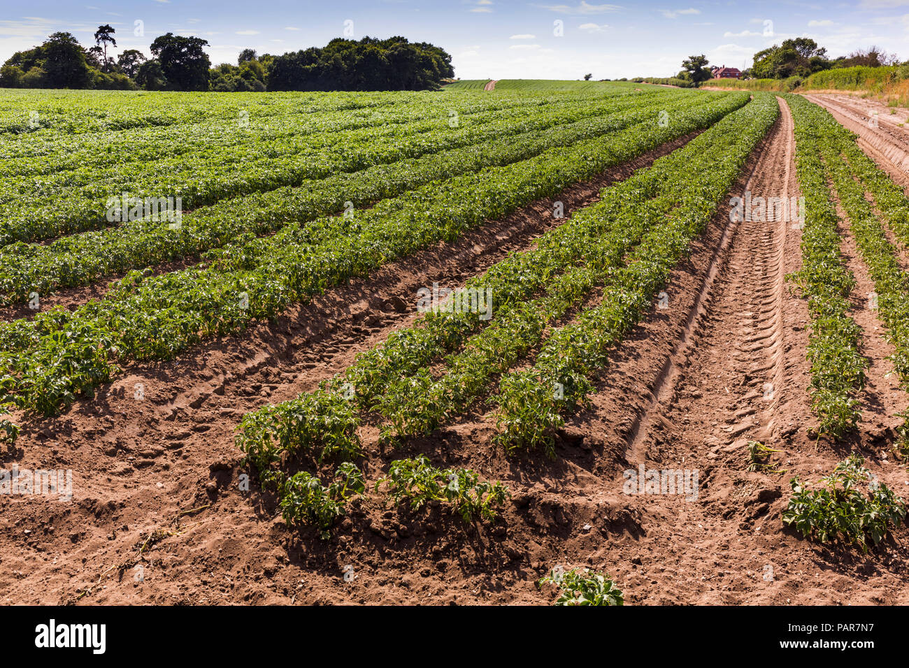 Potato field, Norfolk, UK. Stock Photo