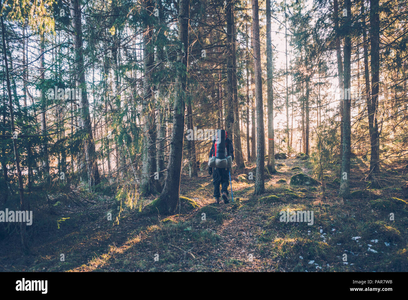 Sweden, Sodermanland, backpacker hiking in remote forest in backlight Stock Photo