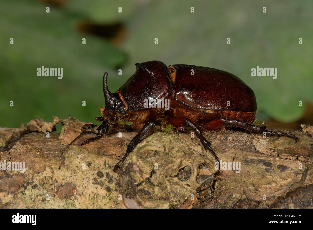 European rhinoceros beetle (Oryctes nasicornis), male on a branch, Baden-Württemberg, Germany Stock Photo