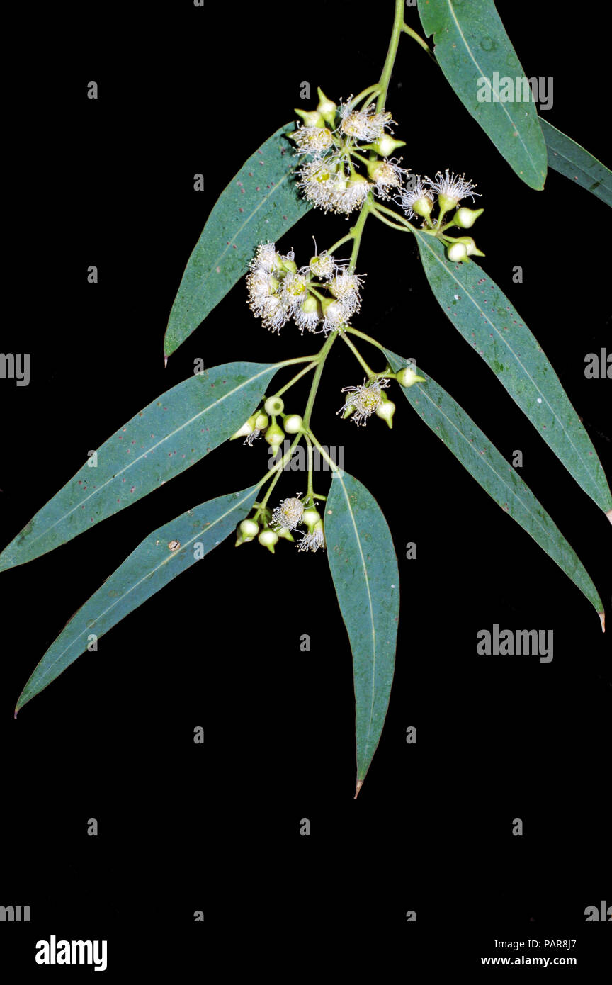 Eucalyptus leaves hires stock photography and images Alamy