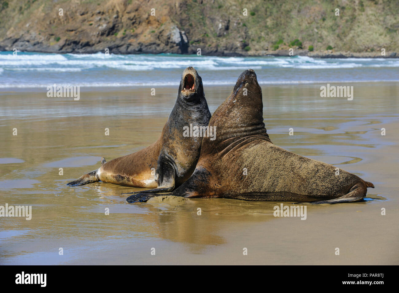 Two Hooker's Sea Lions (Phocarctos hookeri) mating at beach, Cannibal bay, the Catlins, South Island, New Zealand Stock Photo