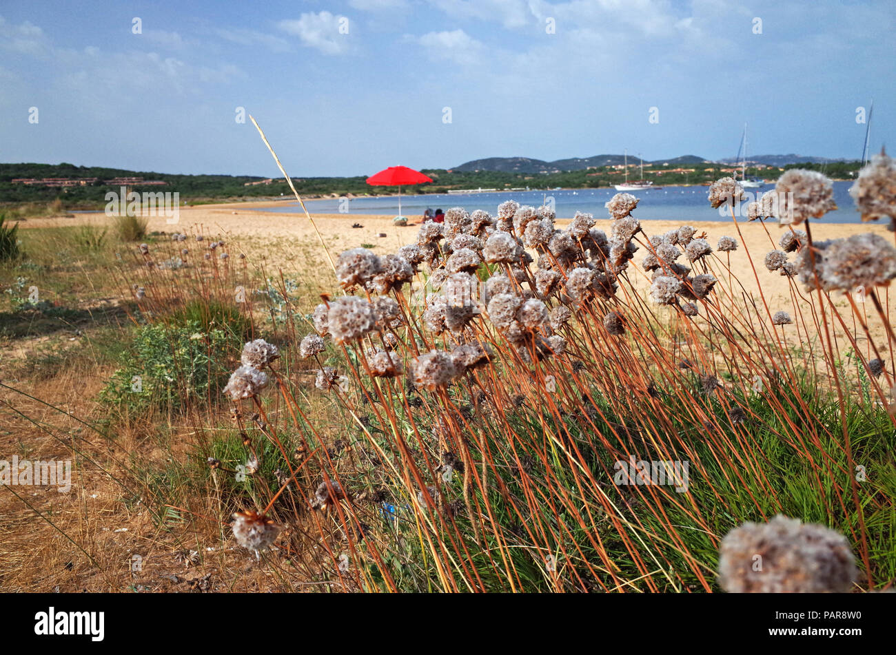 Palau, Sardinia, Sea roses flourishing in the Costa Serena beach Stock Photo