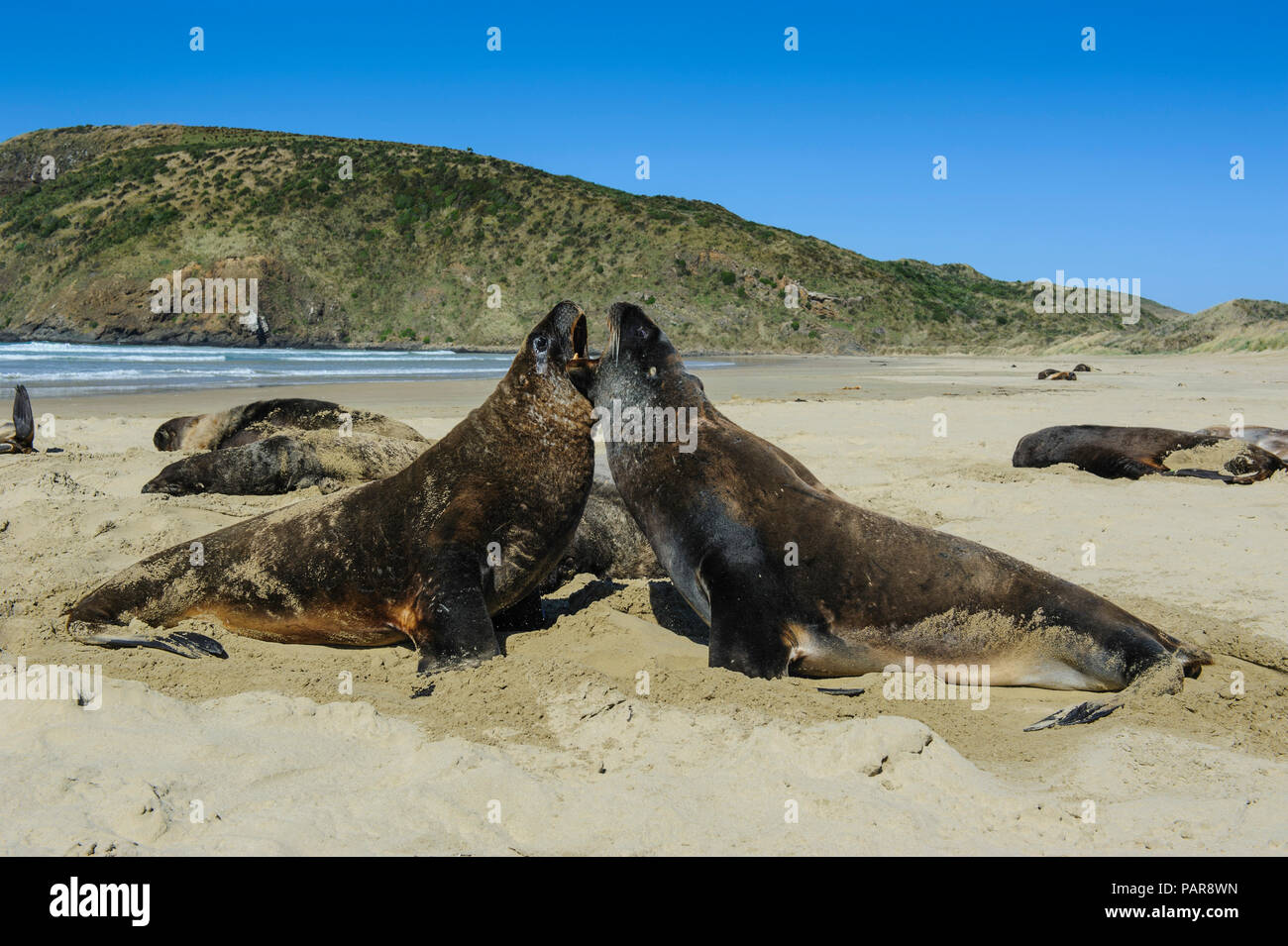 Hooker's Sea Lions (Phocarctos hookeri), colony at beach, Cannibal bay, the Catlins, South Island, New Zealand Stock Photo