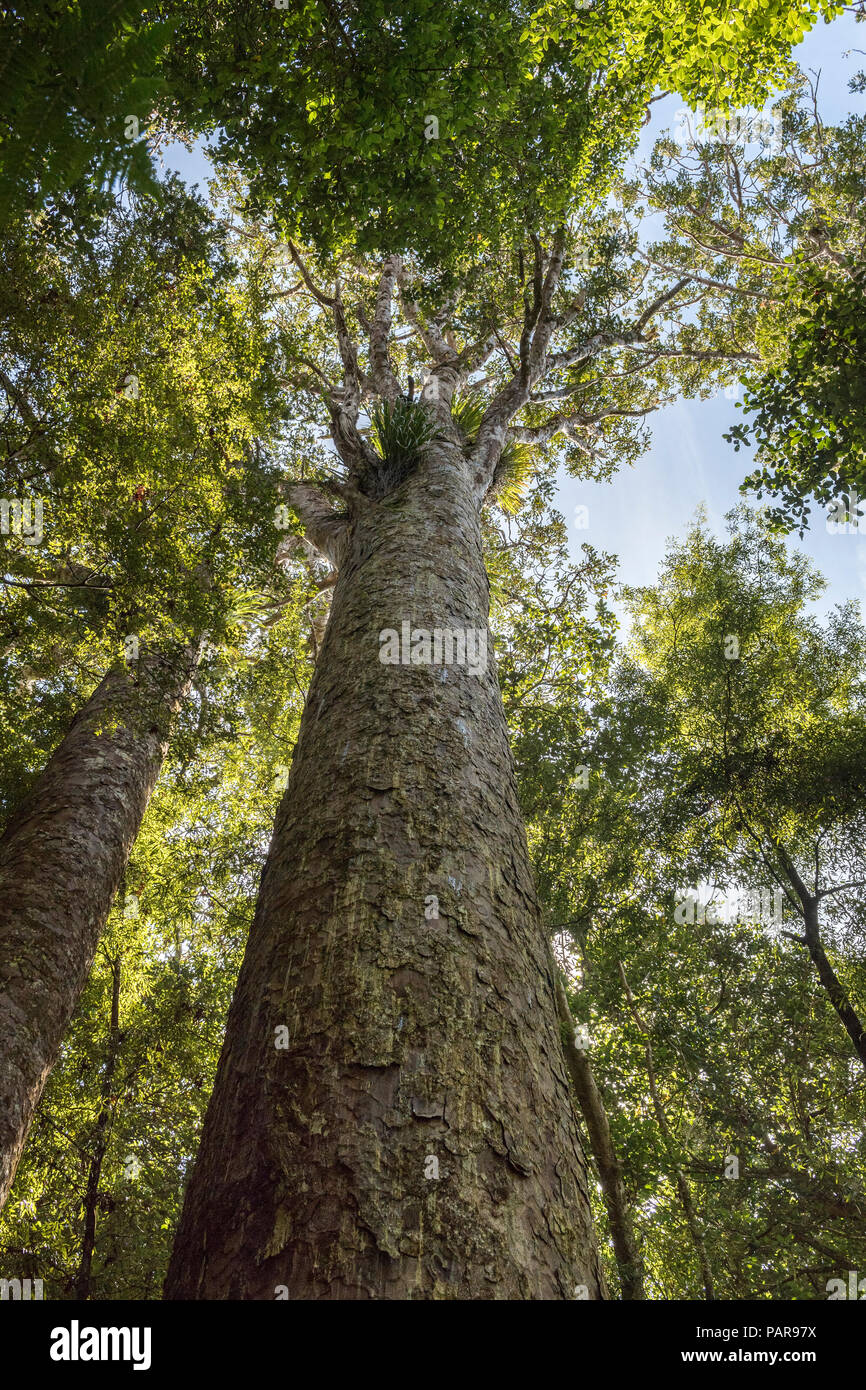 New Zealand Agathis australis trees (Agathis australis), Waipoua Forest, Northland, North Island, New Zealand Stock Photo