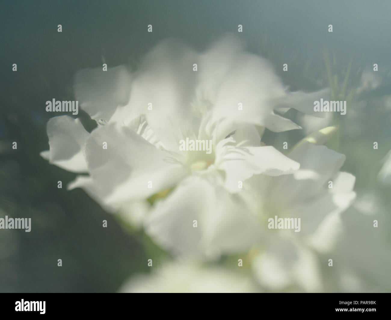 Soft focus flower hi-res stock photography and images - Alamy