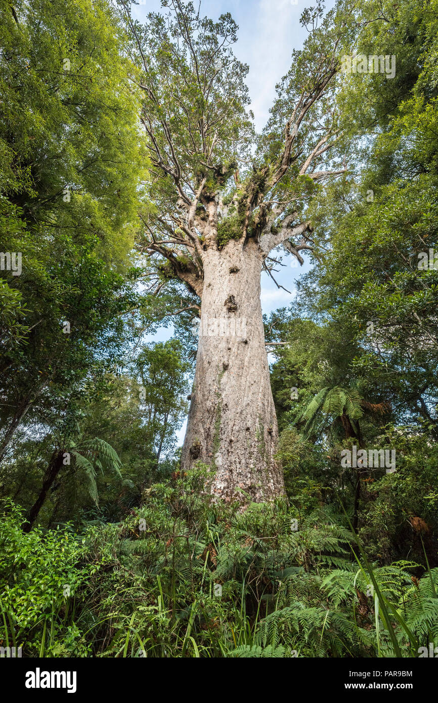 Tane Mahuta, Lord of the Forest, largest Agathis australis (Agathis australis), Waipoua Forest, Northland, North Island Stock Photo