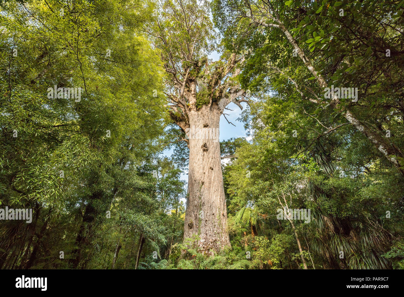 Tane Mahuta, Lord of the Forest, largest Agathis australis (Agathis australis), Waipoua Forest, Northland, North Island Stock Photo