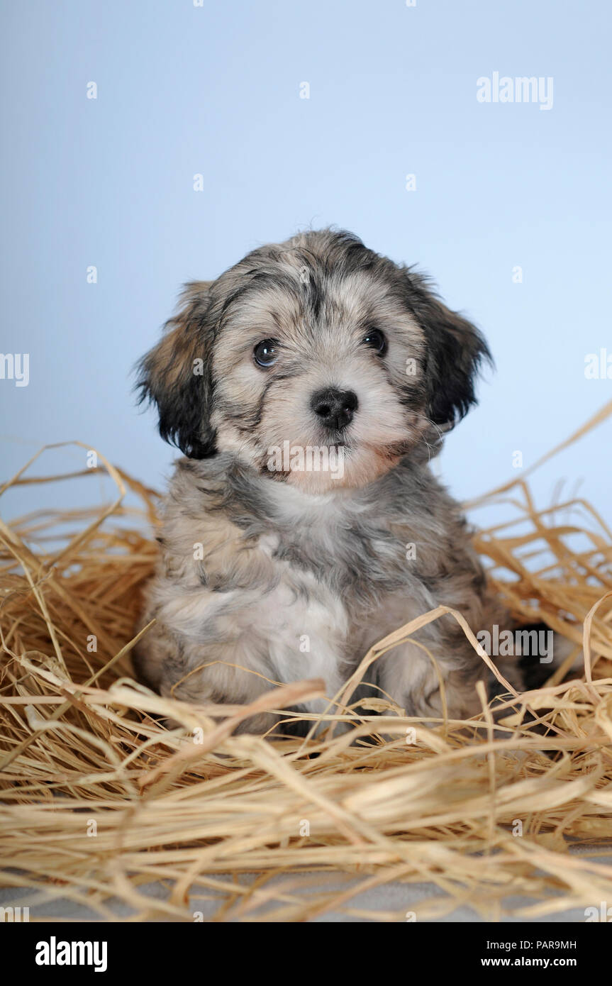 Merle havanese 2025