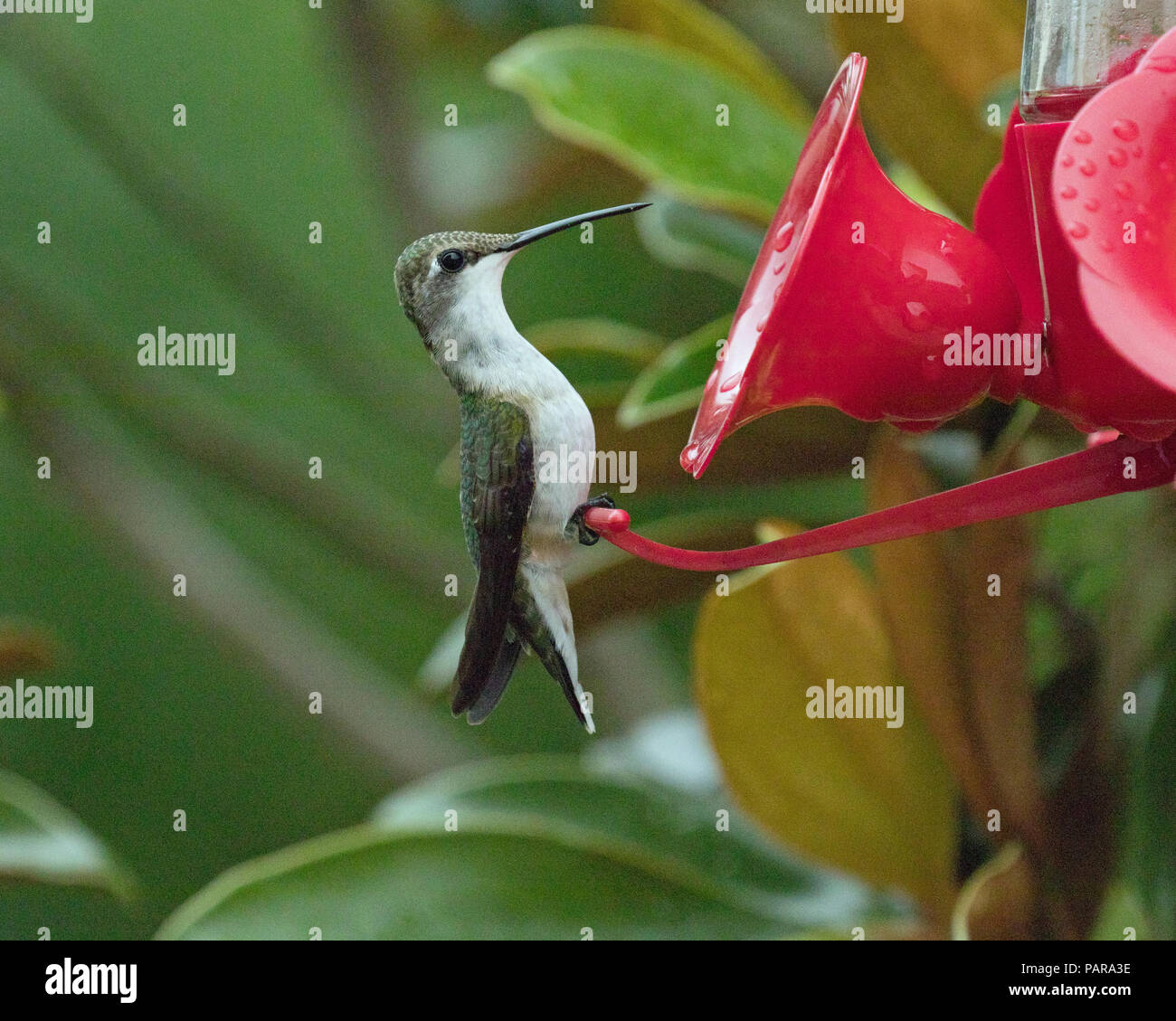 Hummingbirds in North Carolina Stock Photo Alamy