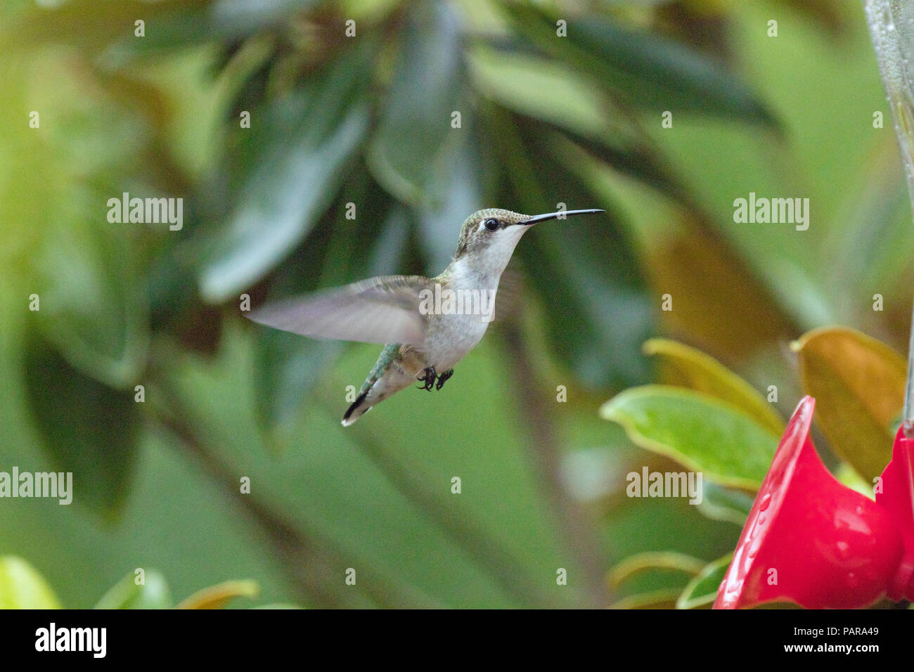 Hummingbirds in North Carolina Stock Photo