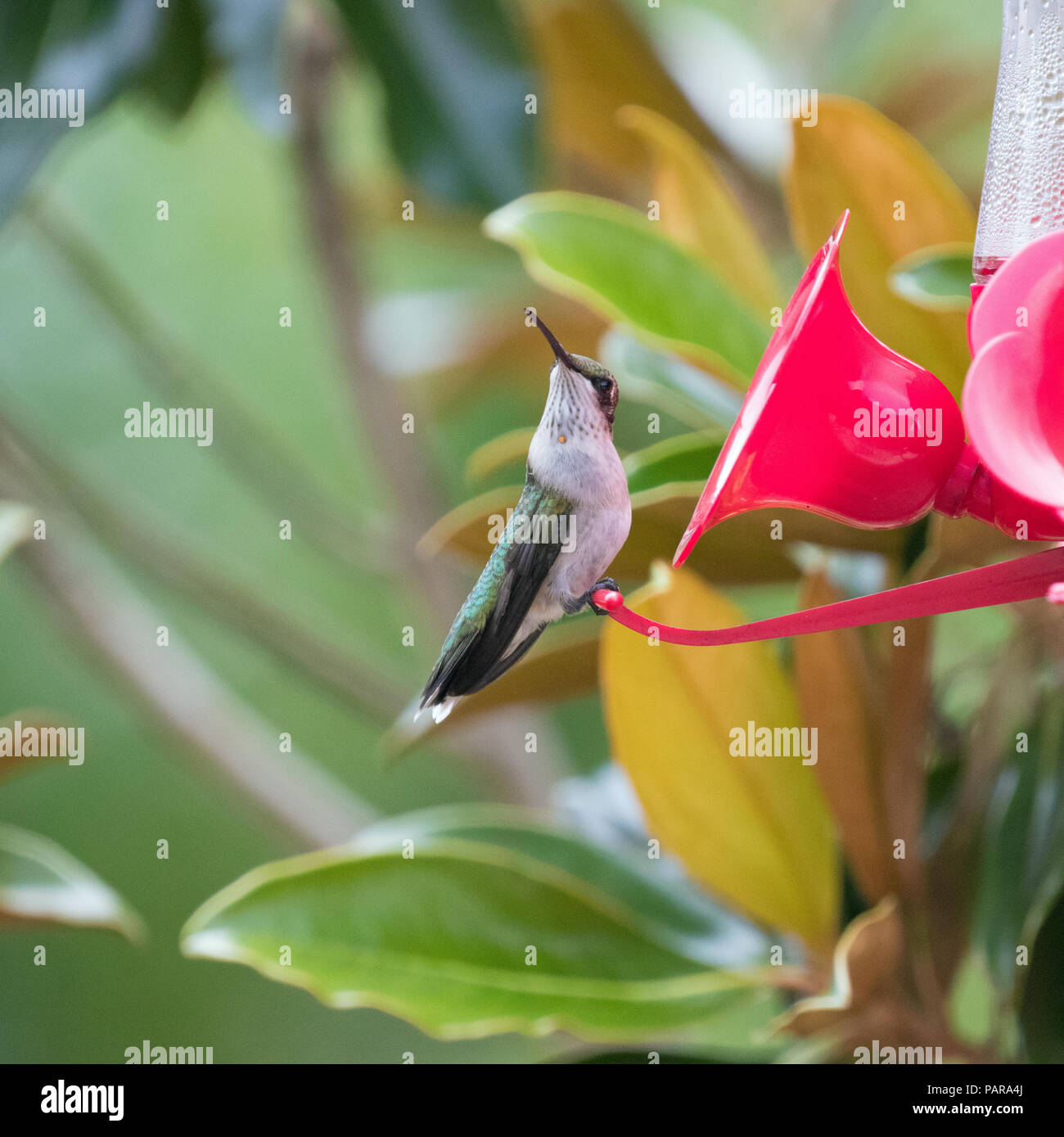 Hummingbirds in North Carolina Stock Photo Alamy