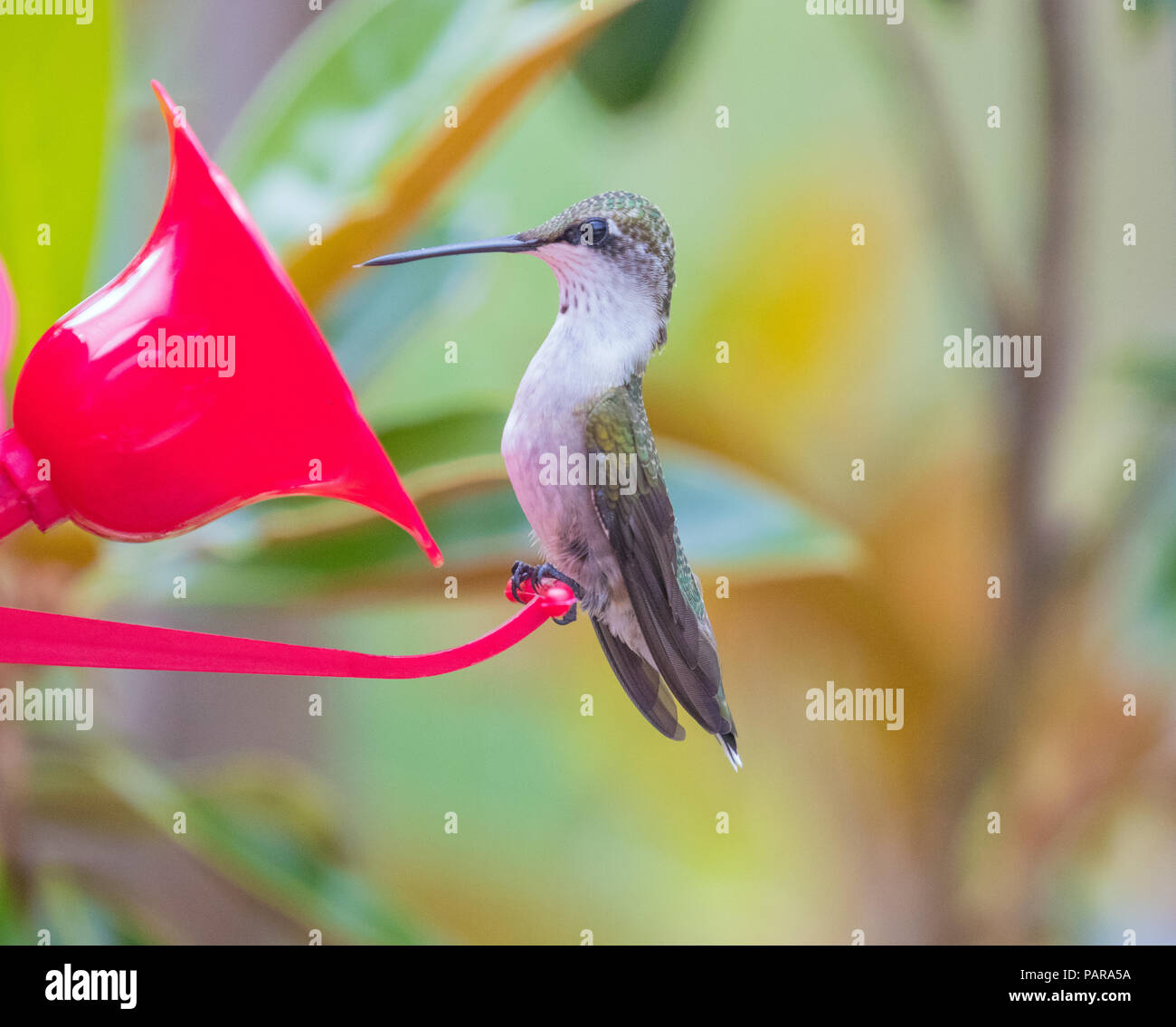 Hummingbirds in North Carolina Stock Photo Alamy