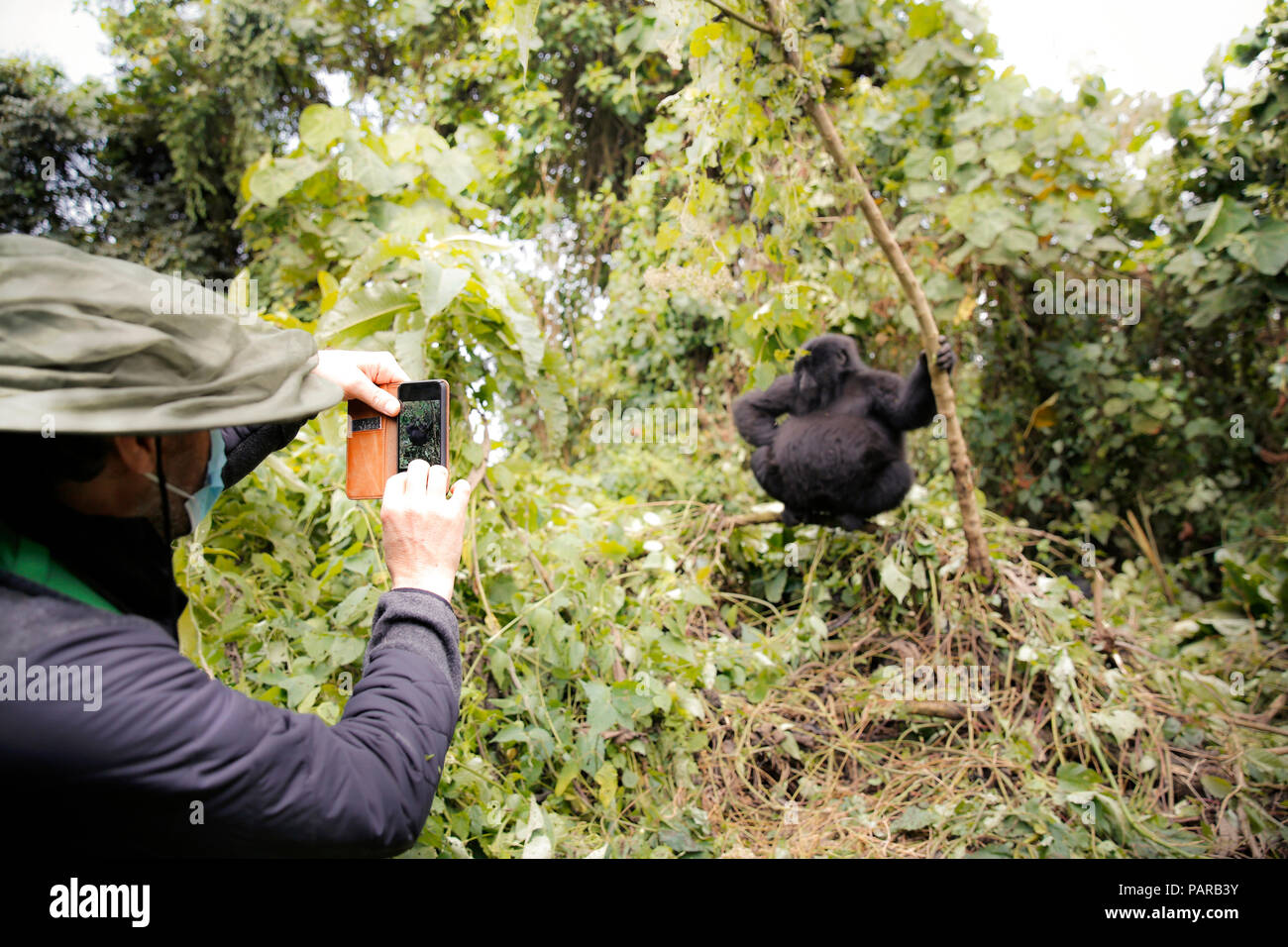 Africa, Democratic Republic of Congo, Person taking pictures of mountain gorillas in jungle Stock Photo