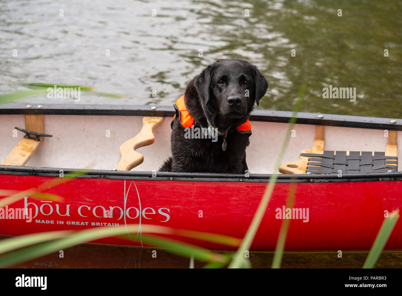 Black Labrador dog in a canoe on a river and wearing an orange life jacket. Stock Photo