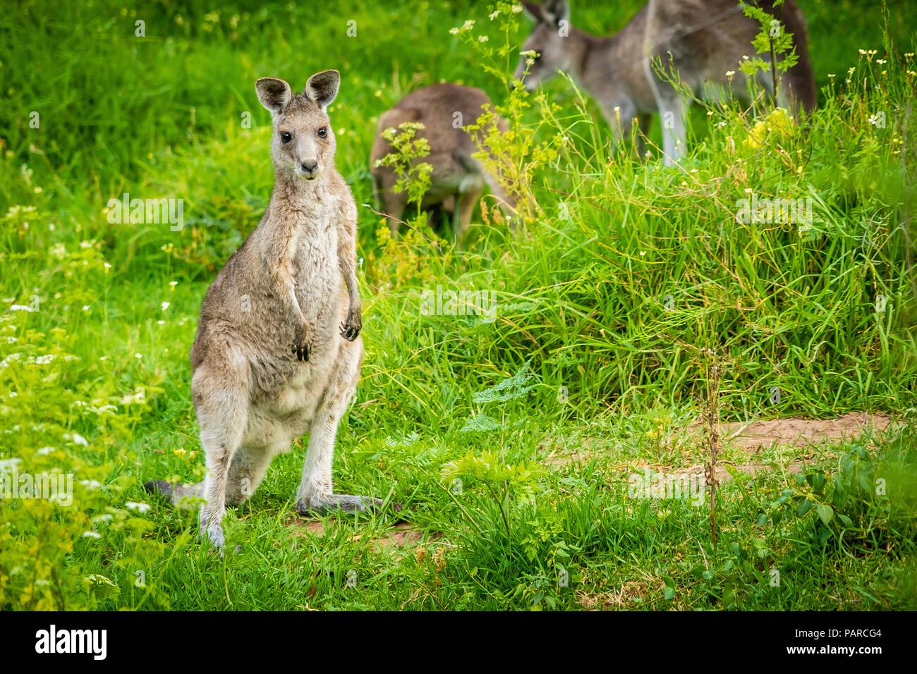 Young And Cute Baby Kangaroo Looking At The Photographer Stock Photo