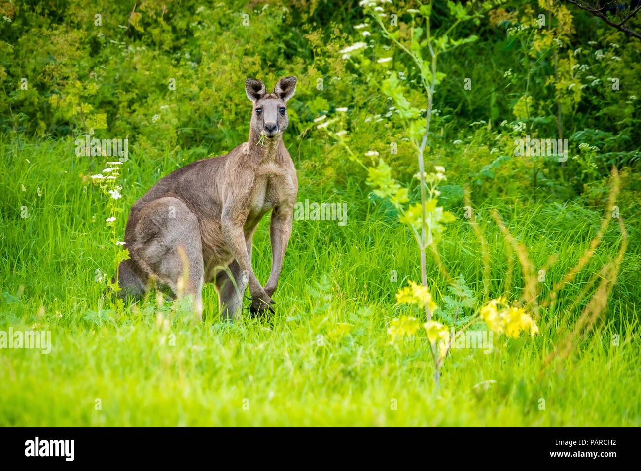 Giant male kangaroo flexing its muscles with some grass in the mouth