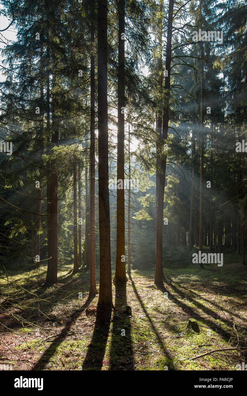 Early morning in coniferous forest - sun beams Stock Photo