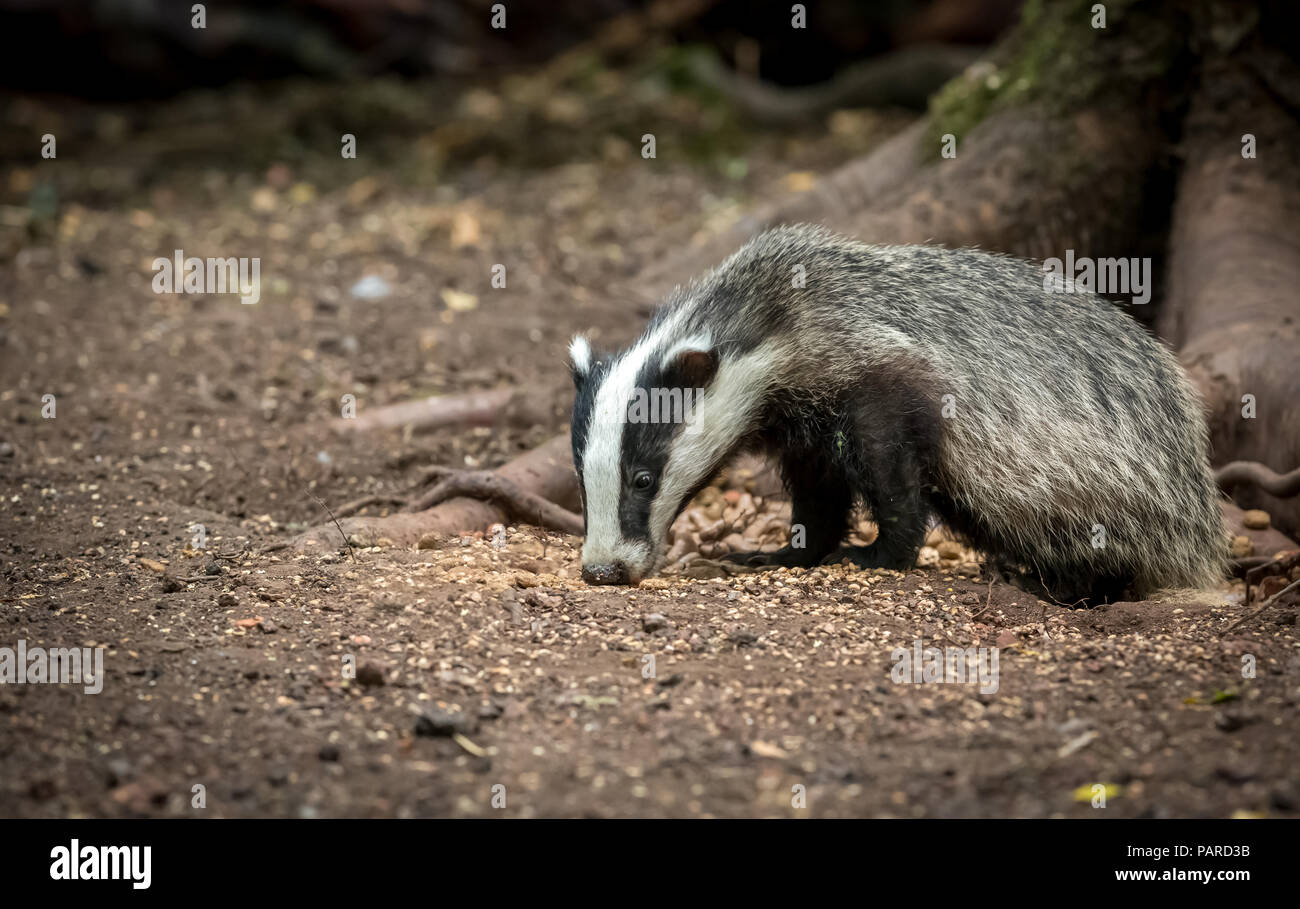 Badger, wild, native, European badger eating peanuts in natural woodland habitat (not captive) Scientific name: Meles Meles.  Horizontal Stock Photo