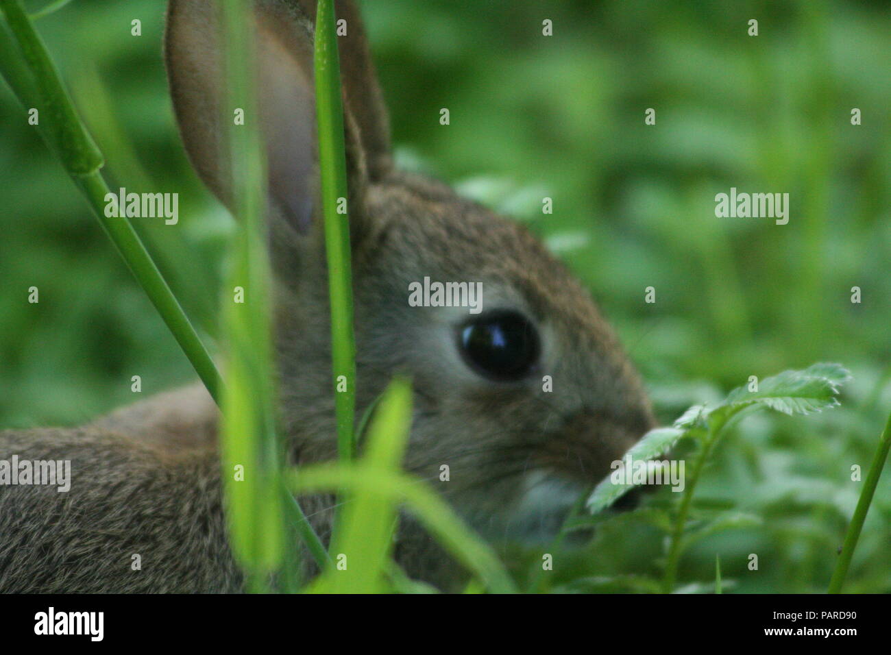 wild young rabbit hiding among the  grass in local forestry located in Hensol just outside Cardiff Stock Photo