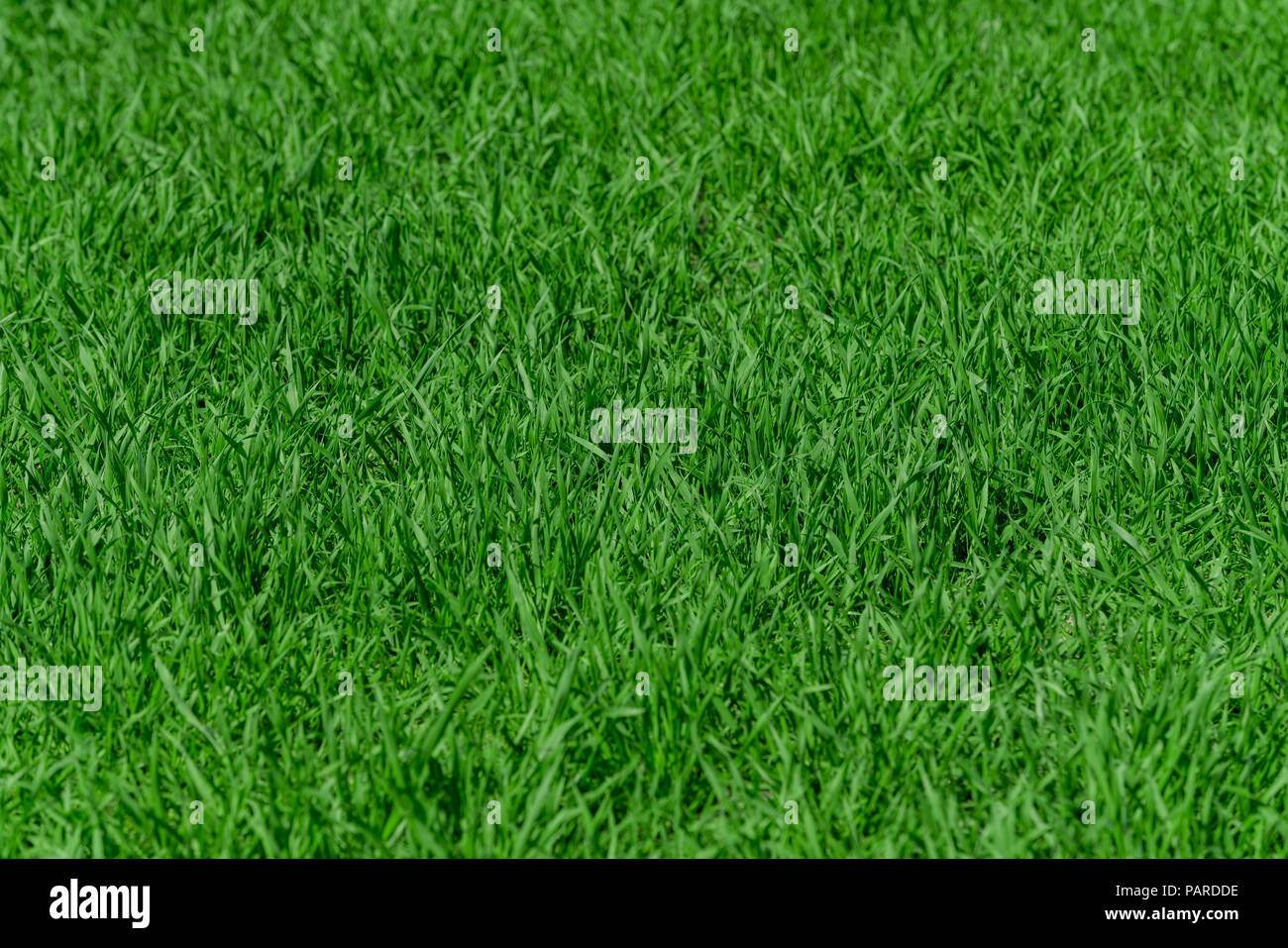 Green grass background texture Stock Photo Alamy