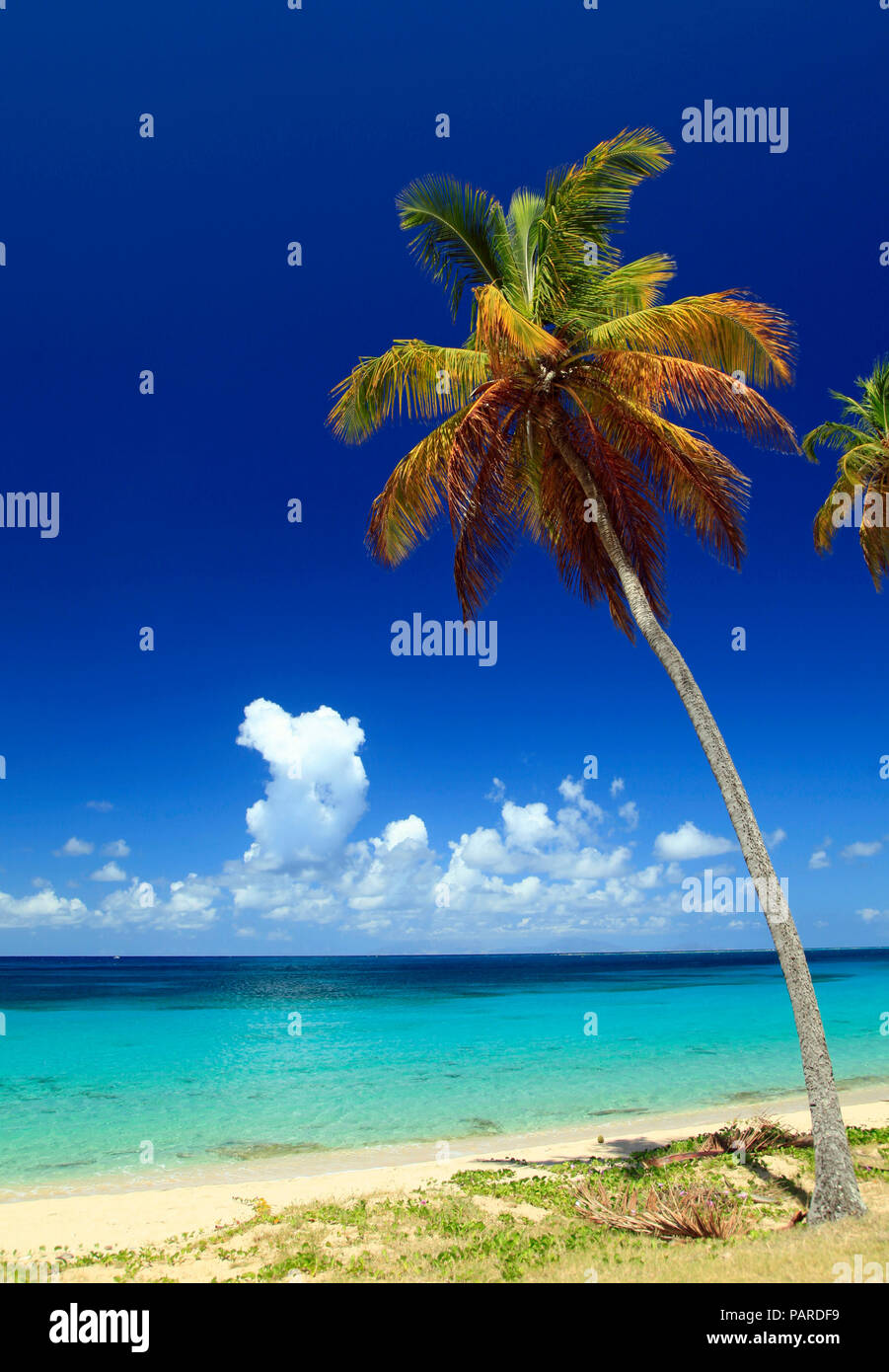 Palm Trees on Antigua Stock Photo