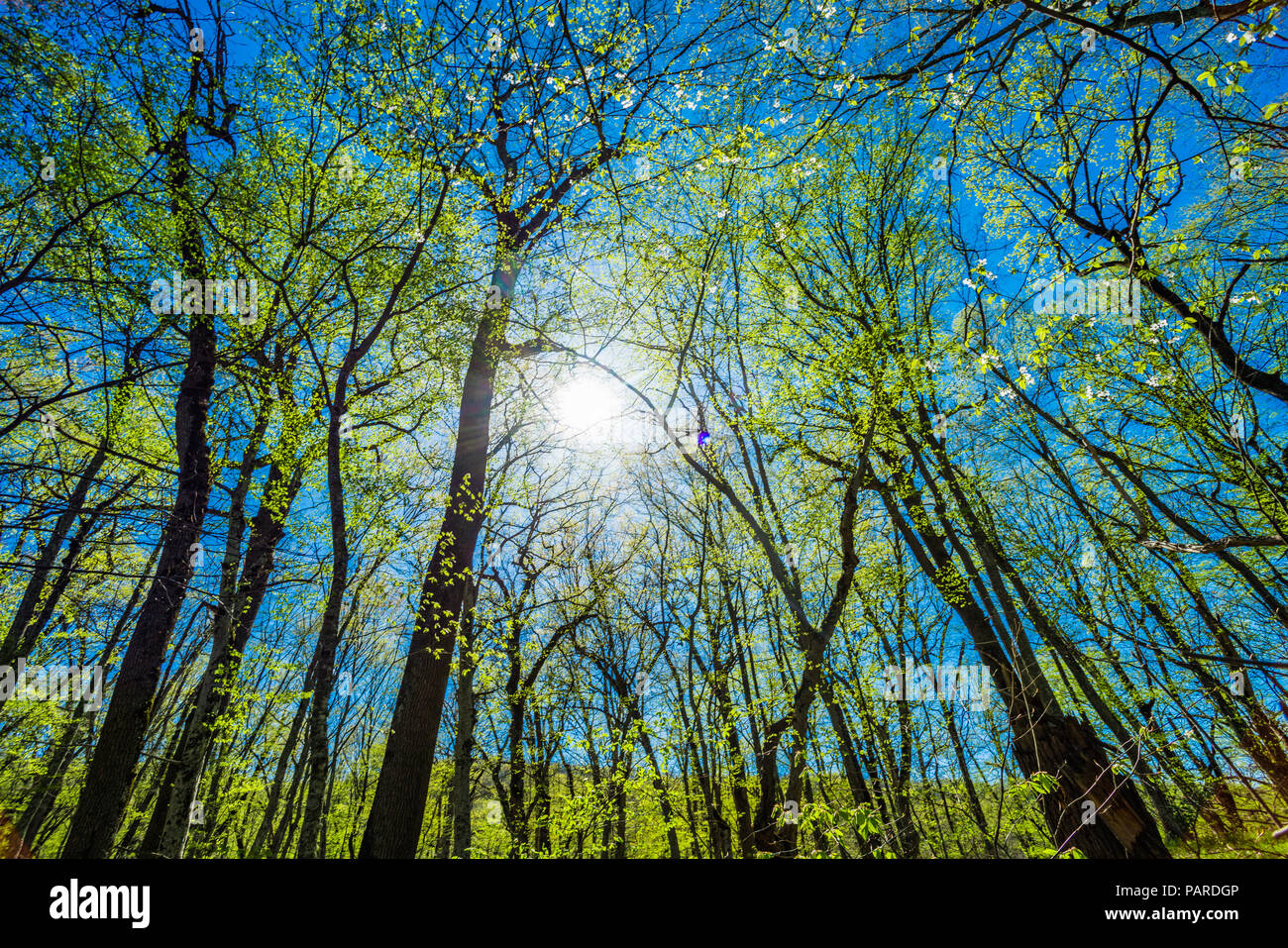 Green Tree Forest Stock Photo - Alamy