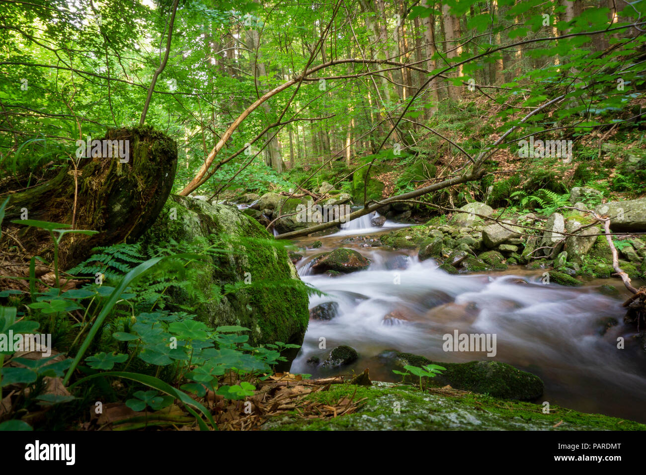 A mountain stream in the wild forest. Miedzygorze. Sudety Mountains ...
