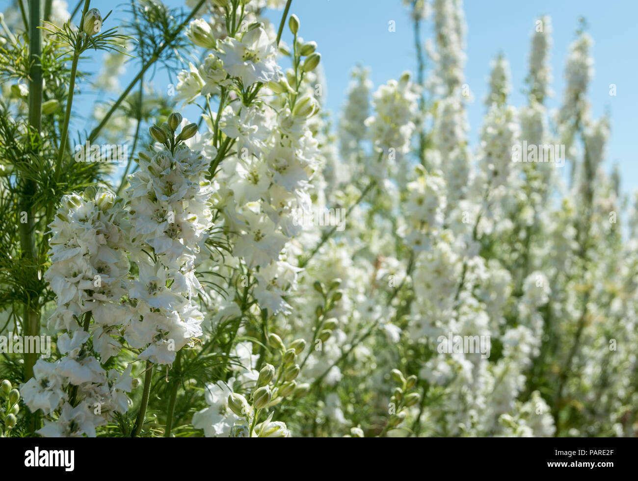 Fields of Flowers grown for Confetti near Pershore in England Stock
