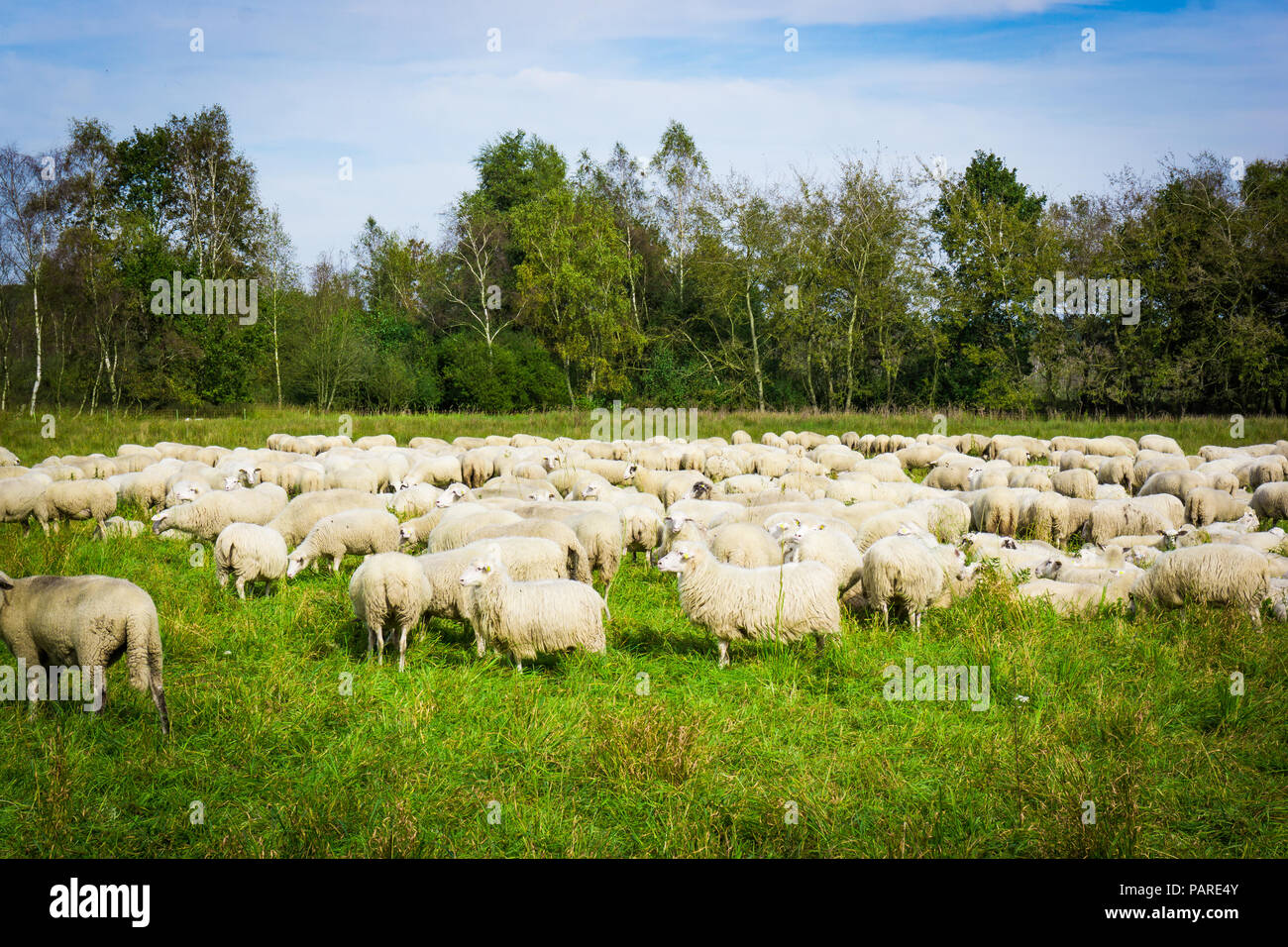 Sheep in nature on meadow Stock Photo - Alamy