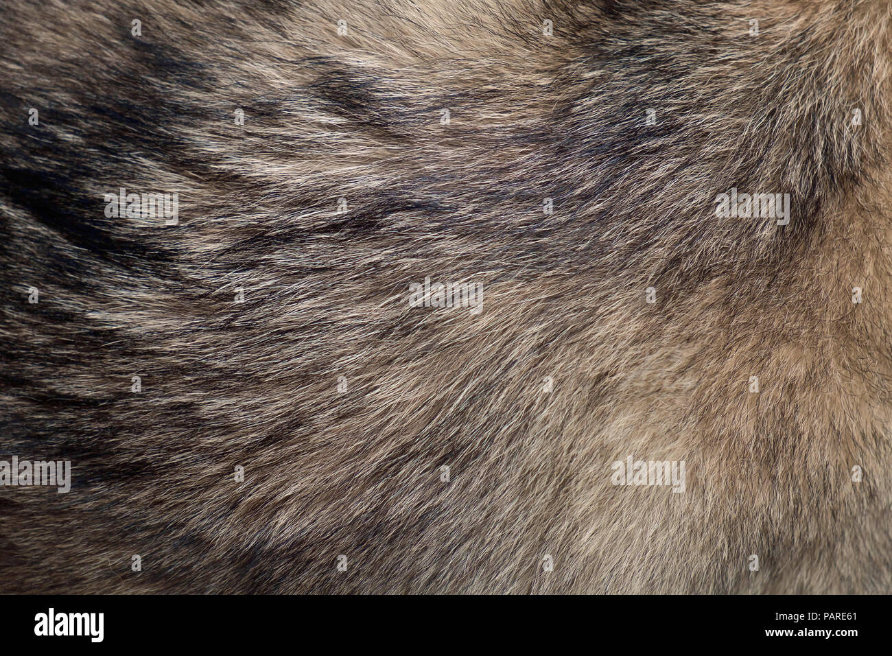 Abstract texture background of fur of wolf. Stock Photo