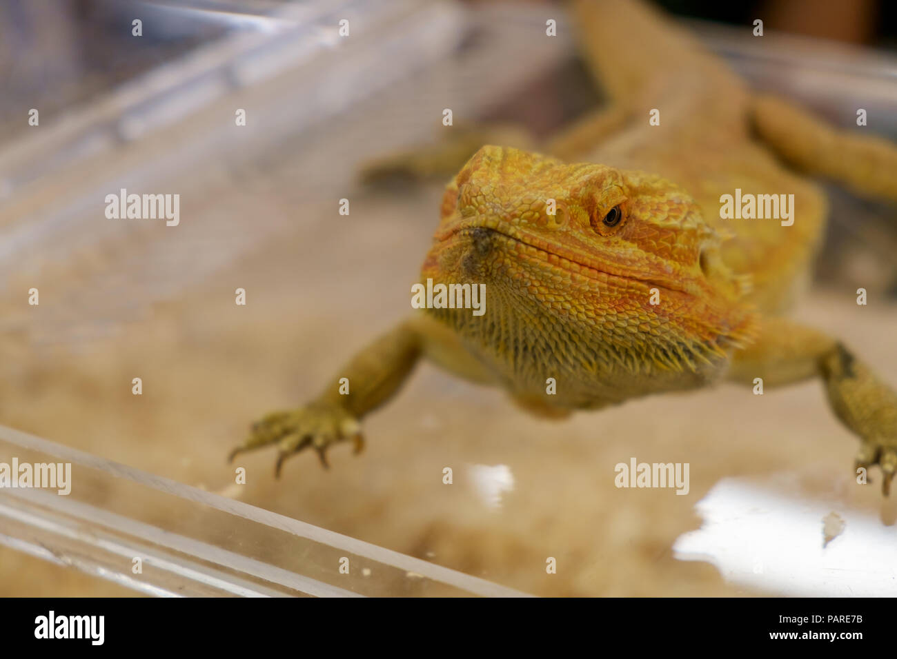 Close up of iguana. Shallow depth of field. Stock Photo