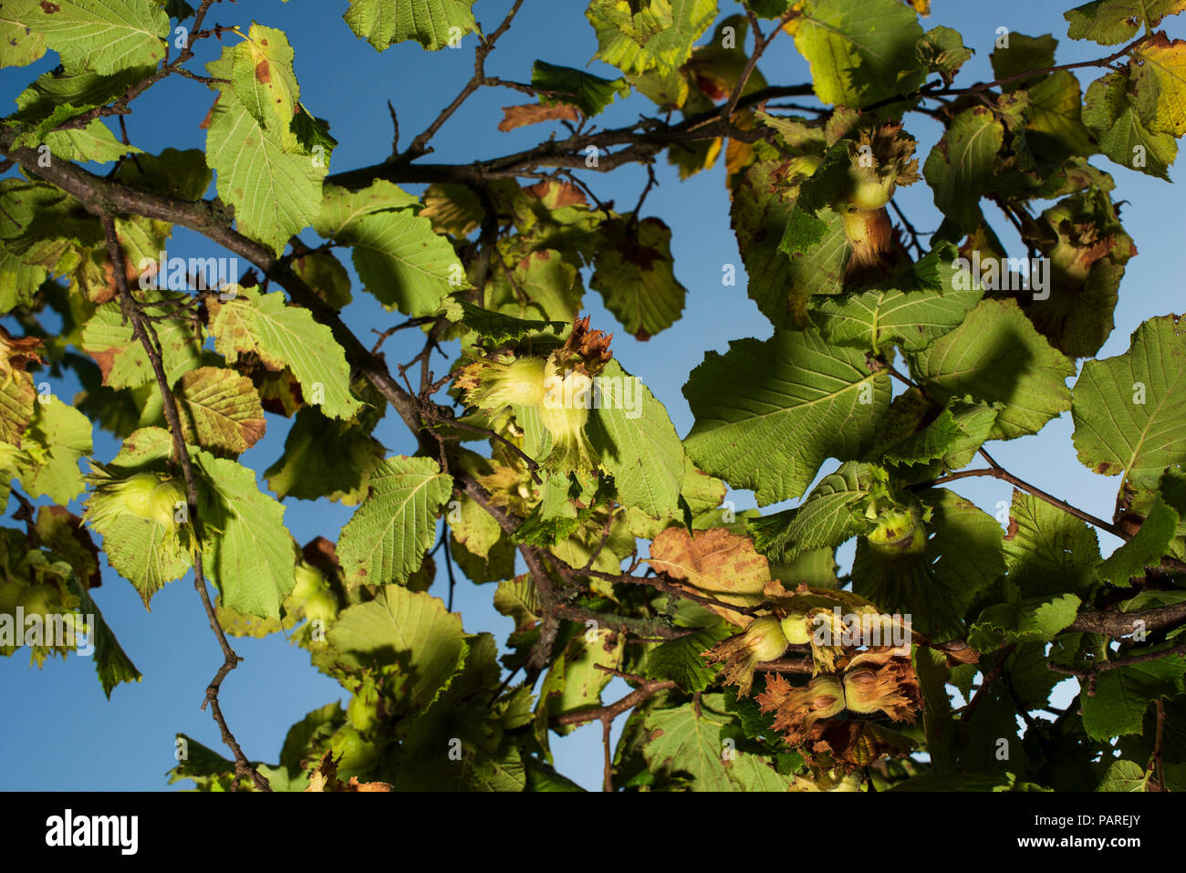 Hazelnut tree hires stock photography and images Alamy