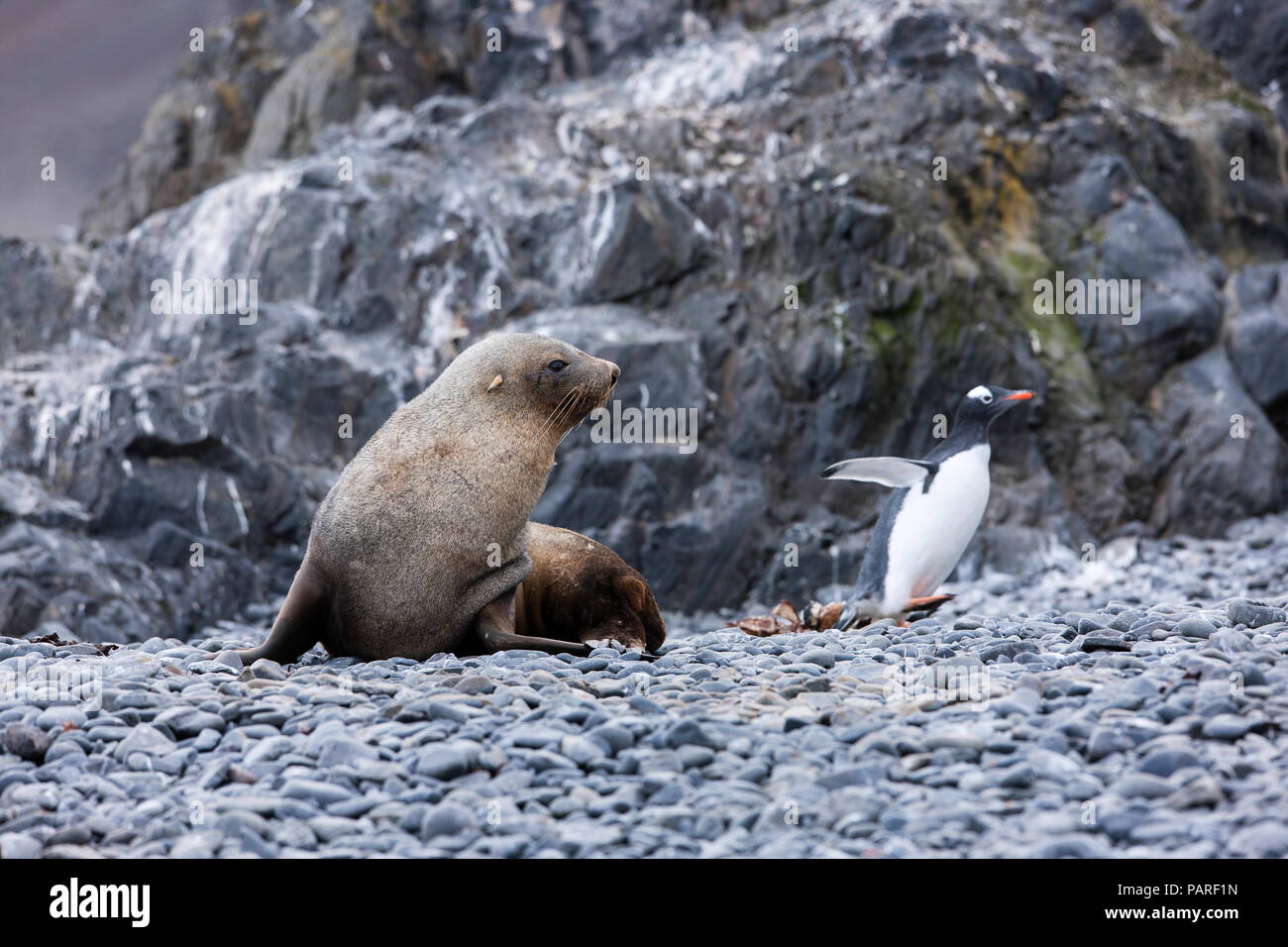Antarctic fur seal, Arctocephalus gazella, hunting gentoo penguin, Pygoscelis papua Stock Photo