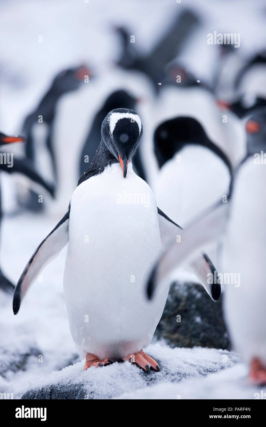 Antarctic, Antarctic Peninsula, Gentoo penguin, Pygoscelis papua Stock Photo