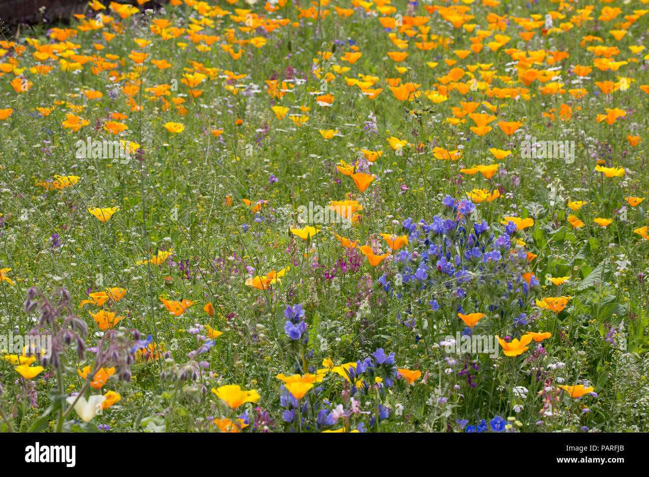 Insect friendly wildflowers hi-res stock photography and images - Alamy